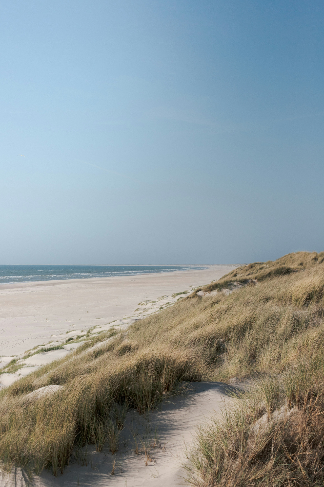 Wide Danish beach with dune grass and open sky